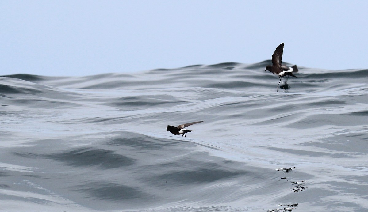 Elliot's Storm-Petrel - Alexander Lees