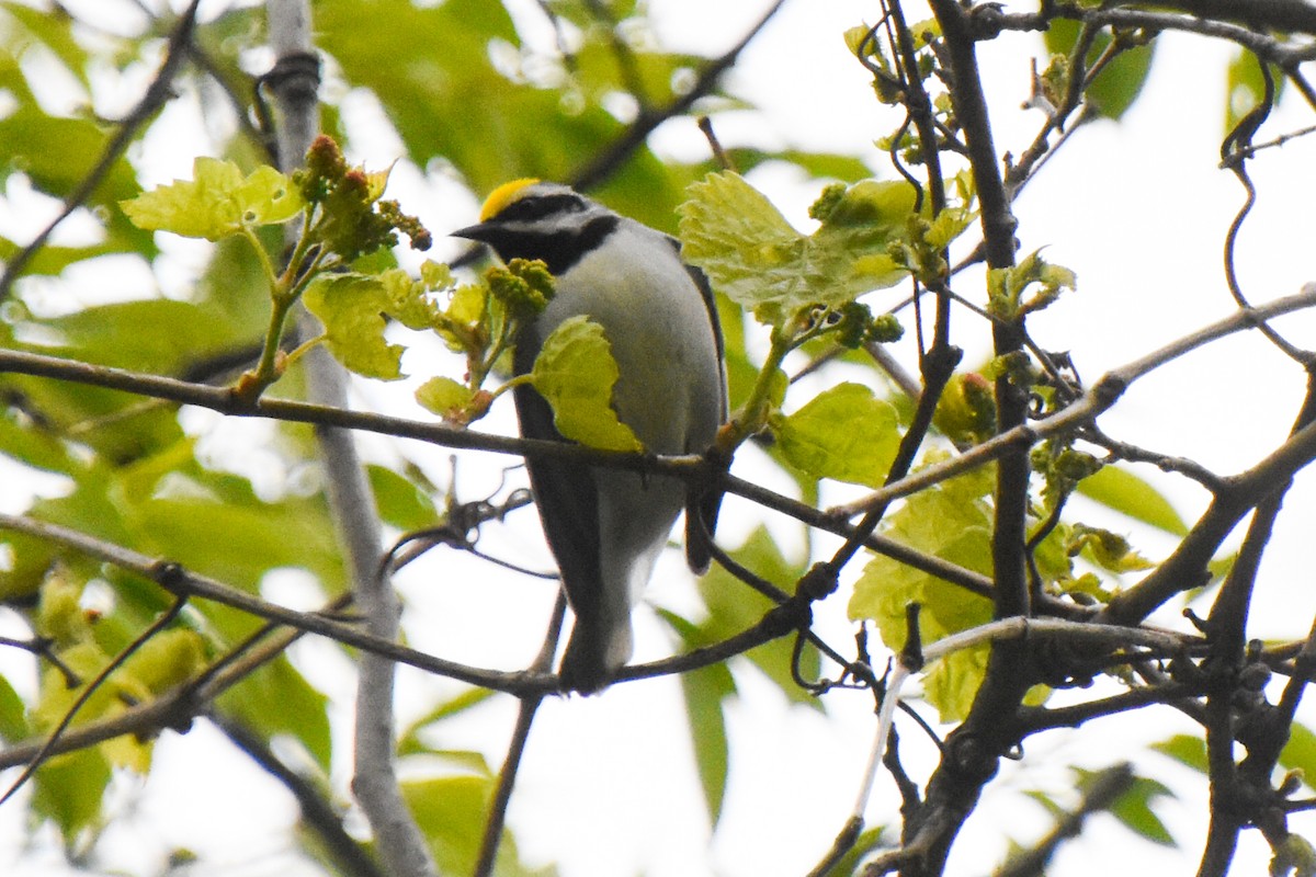 Golden-winged Warbler - Haley Gottardo