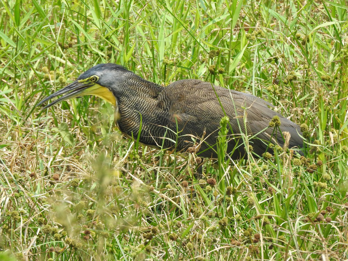 Bare-throated Tiger-Heron - Angela Soto