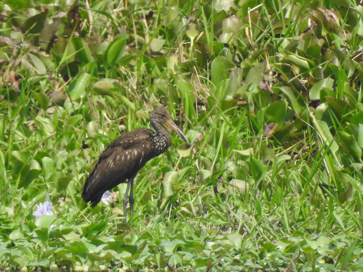 Limpkin - Angela Soto