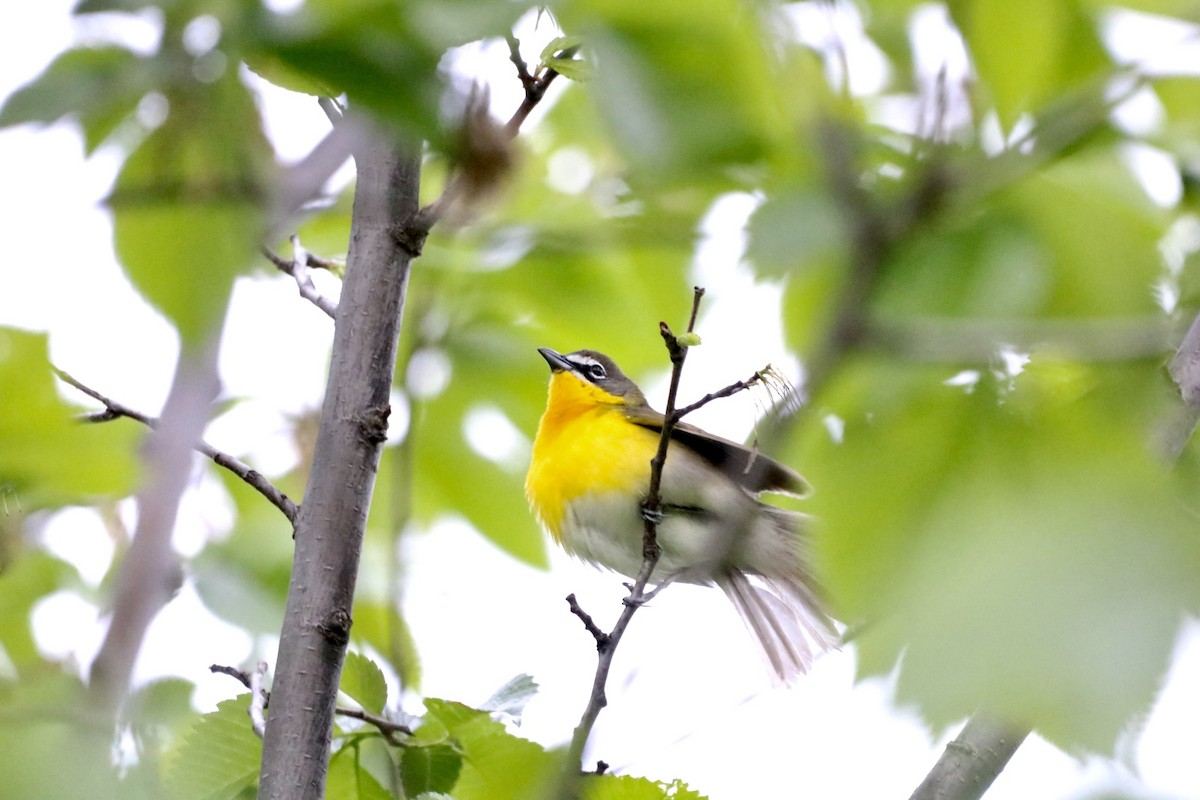 Yellow-breasted Chat - ML335775291