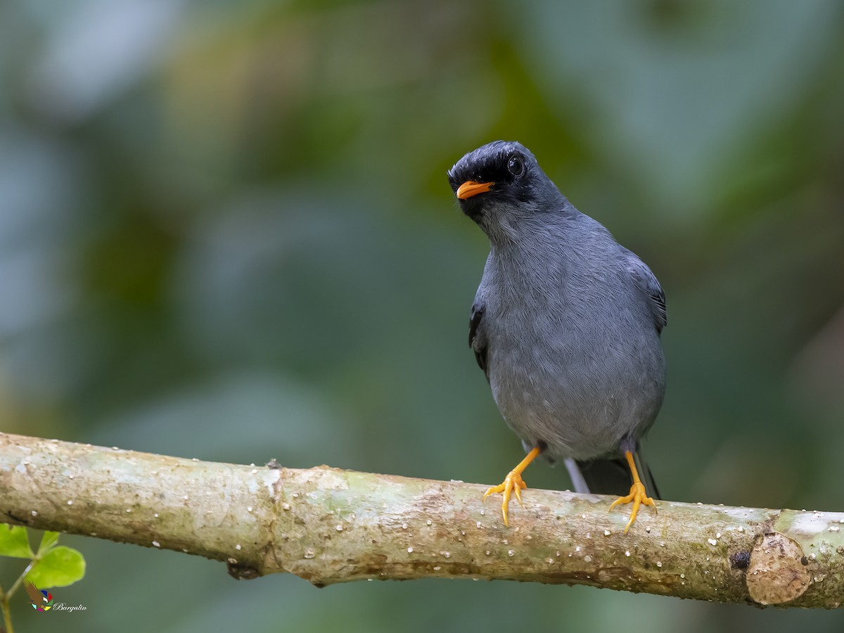 Black-faced Solitaire - fernando Burgalin Sequeria