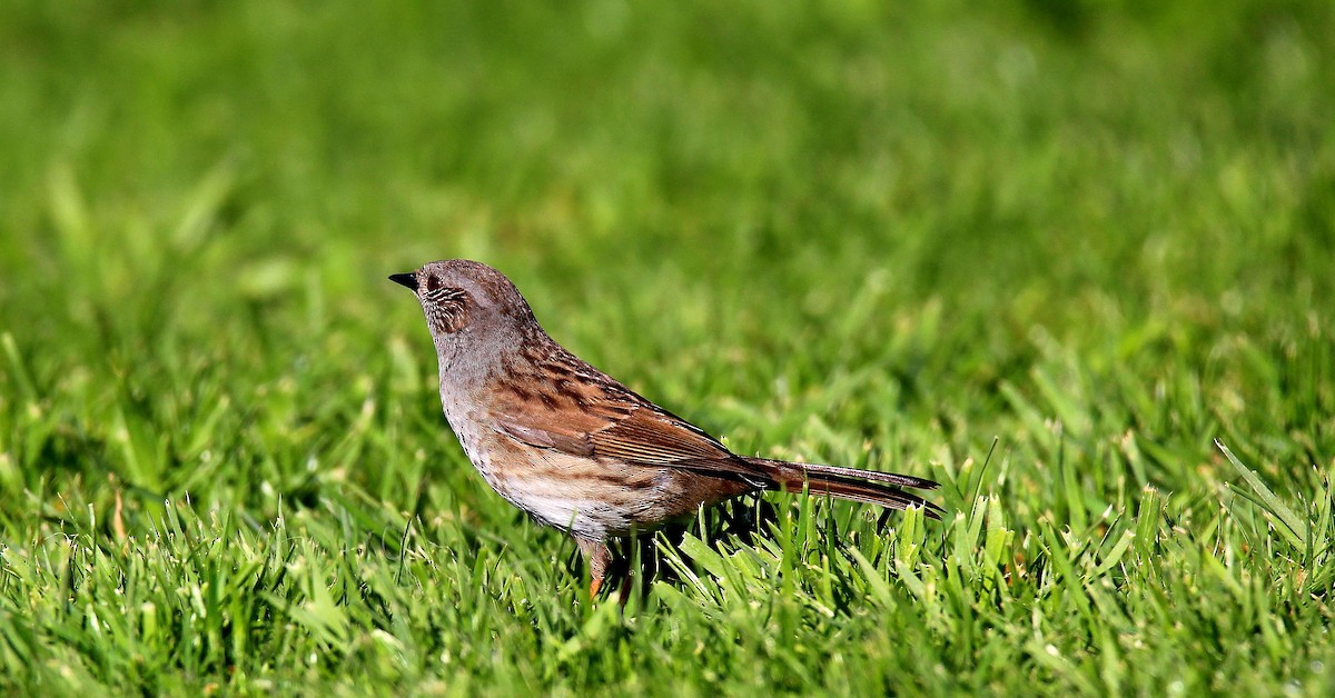 Dunnock - ML335775501