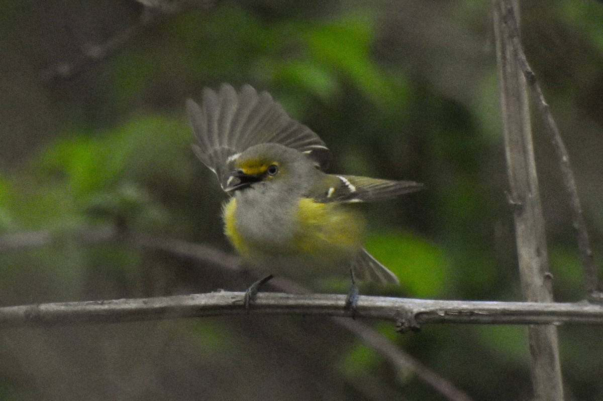 Vireo Ojiblanco - ML335776381