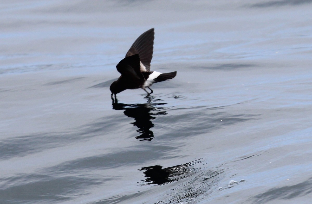 黃蹼洋海燕(chilensis) - ML33577711