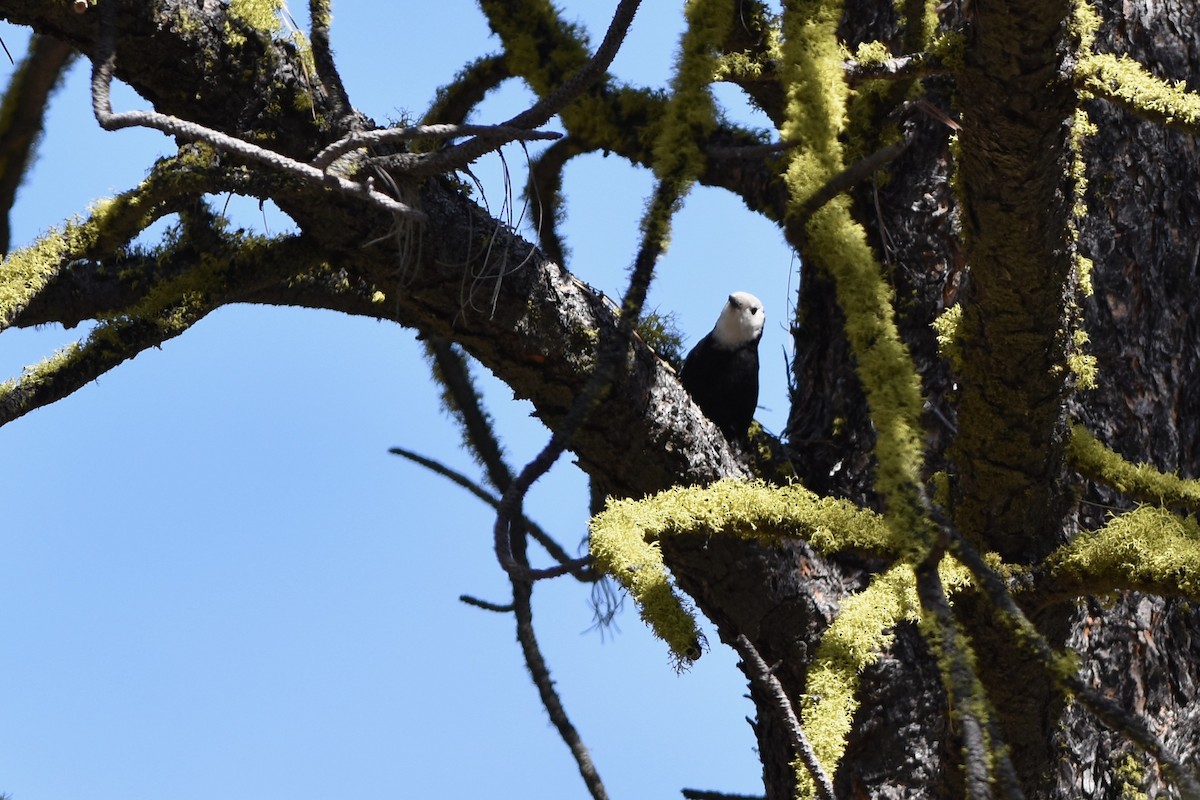 White-headed Woodpecker - ML335780181