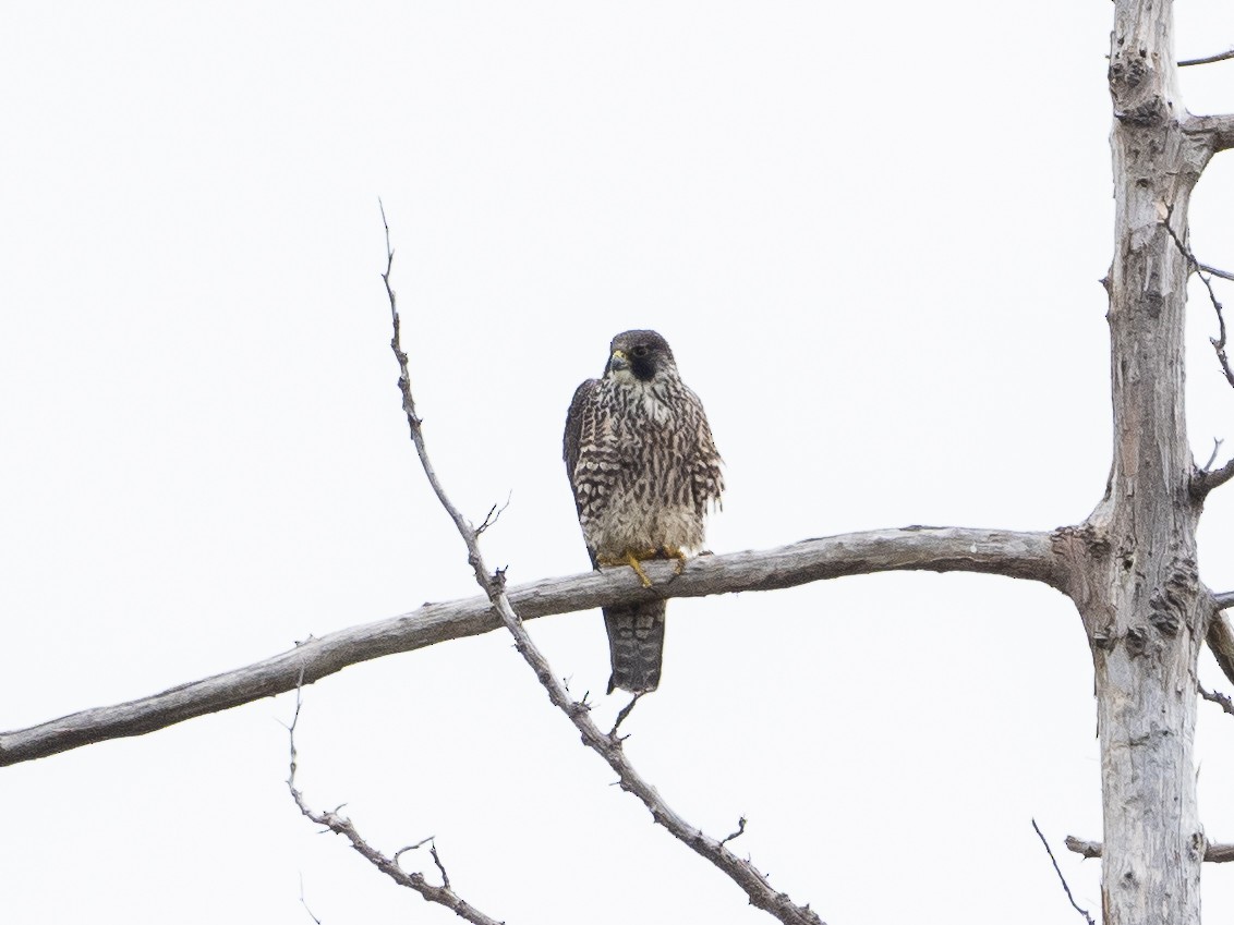 Peregrine Falcon - ML335780261