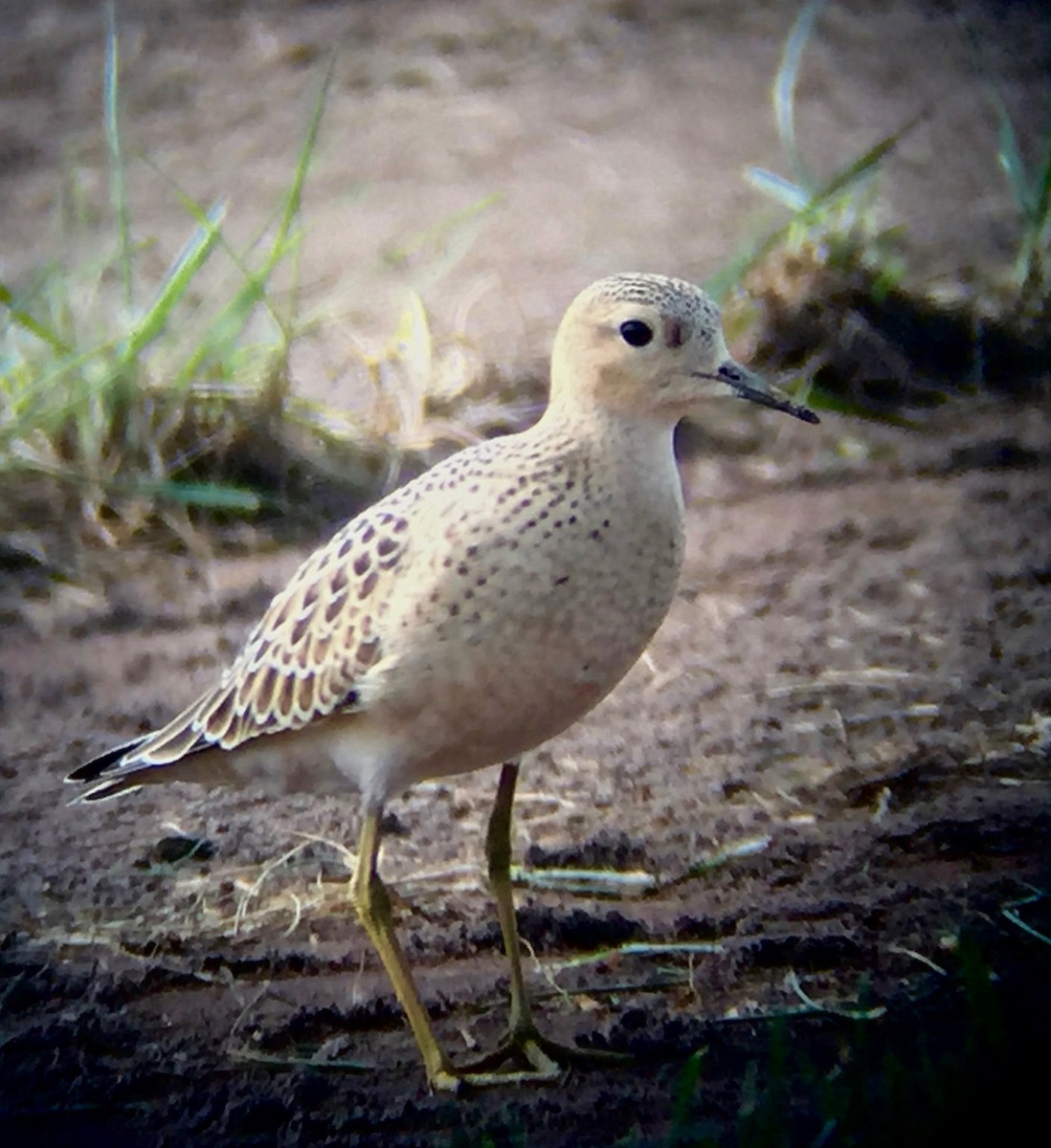 Buff-breasted Sandpiper - Marcia Balestri