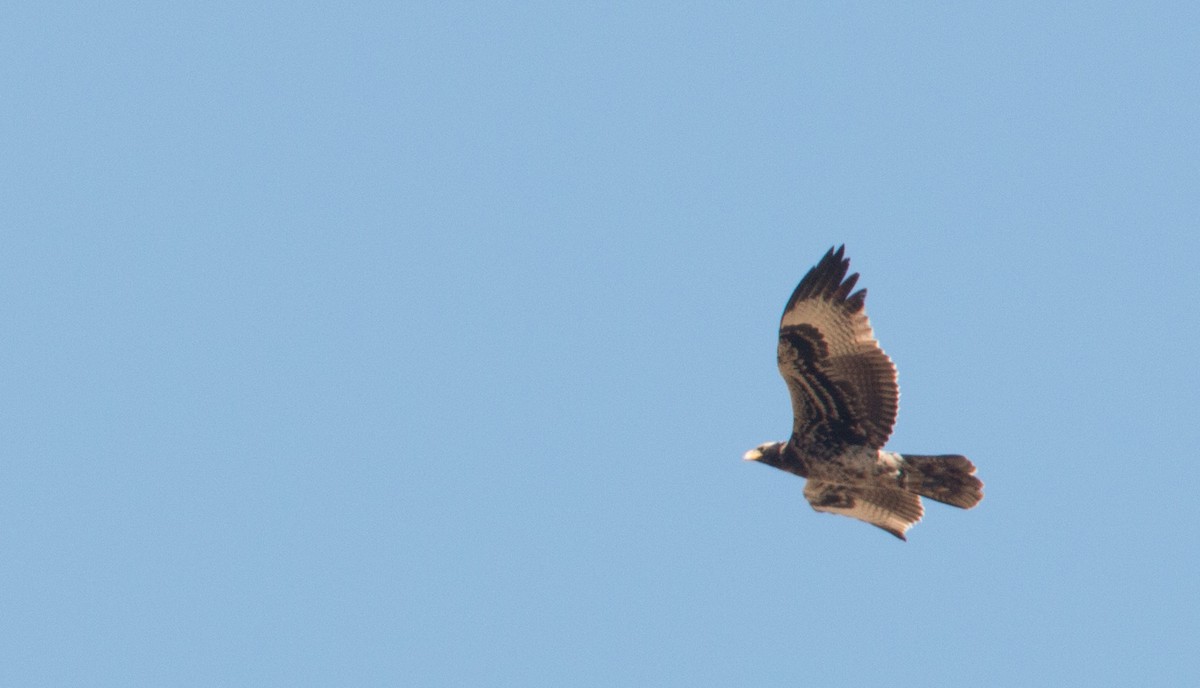 Verreaux's Eagle - ML33578271