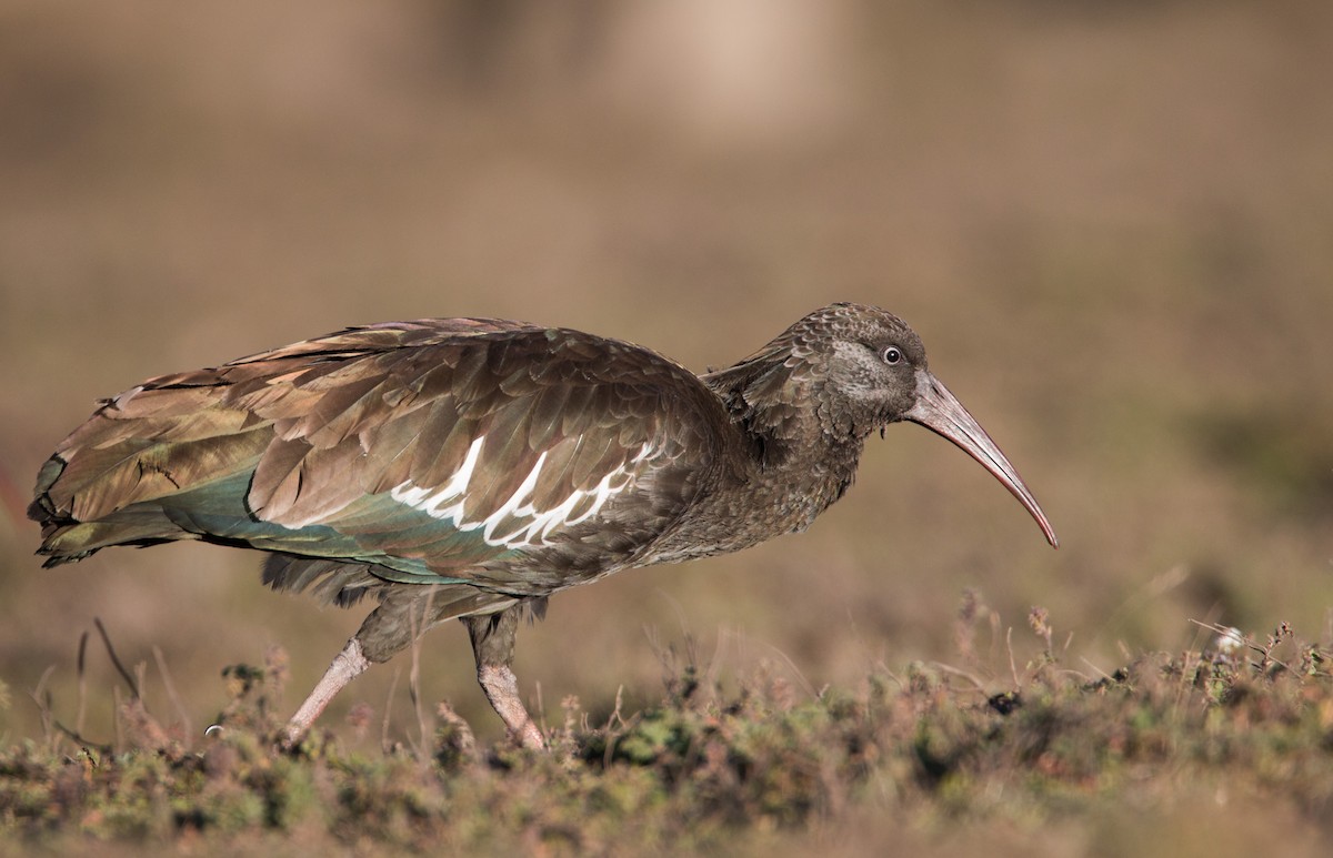 Ibis caronculé - ML33578331