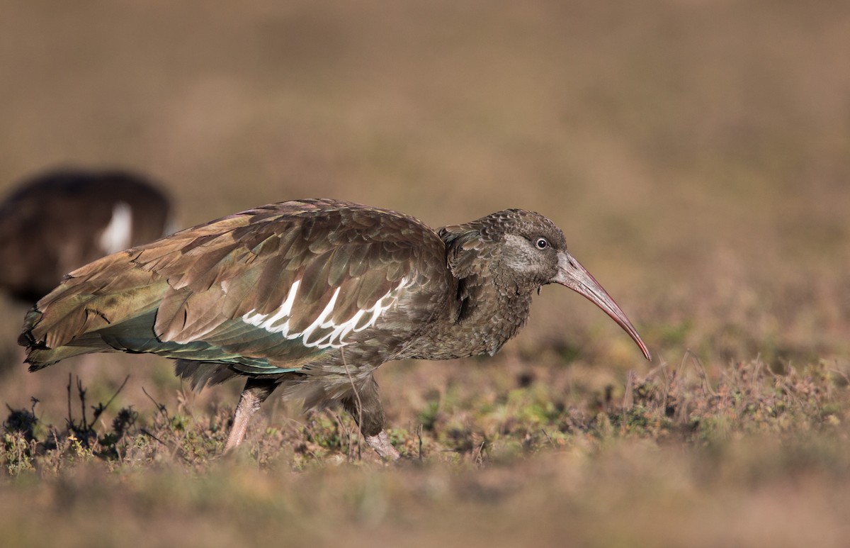 Ibis caronculé - ML33578341