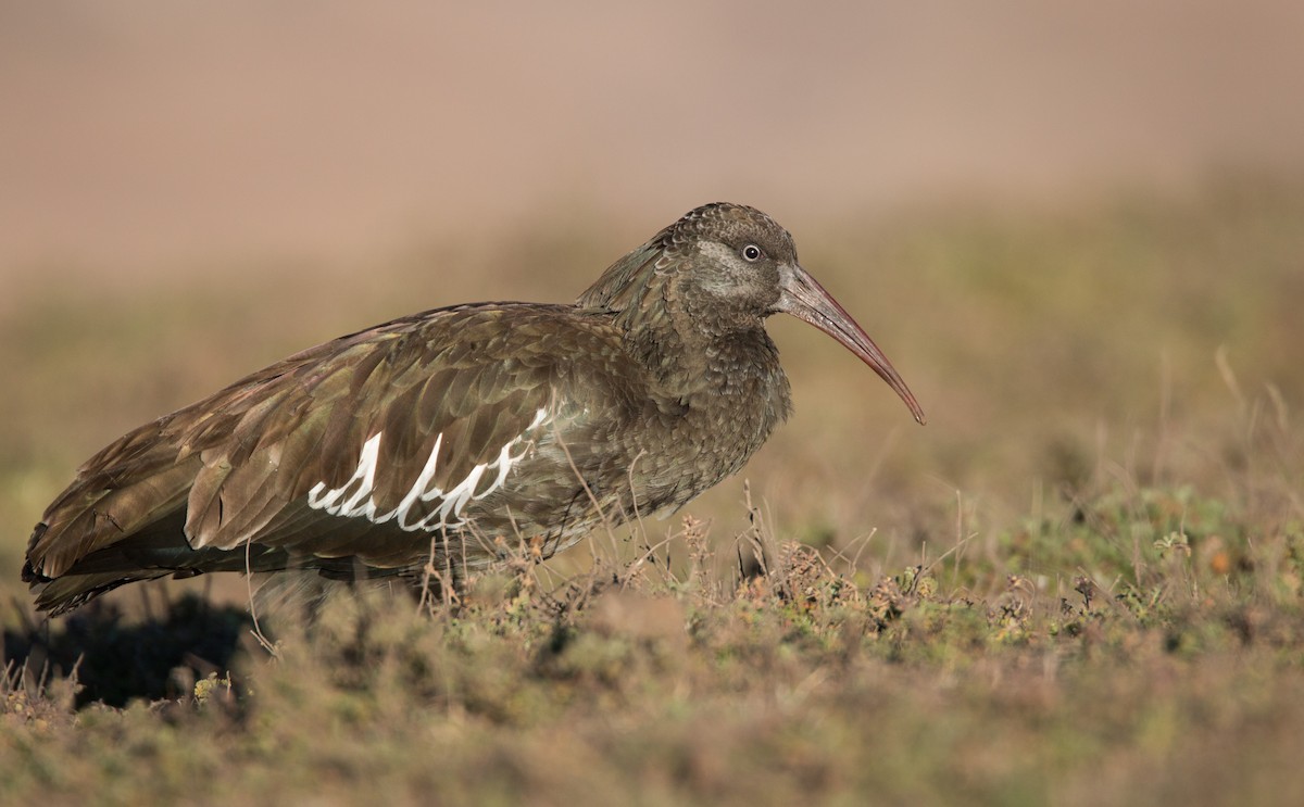 Ibis caronculé - ML33578351