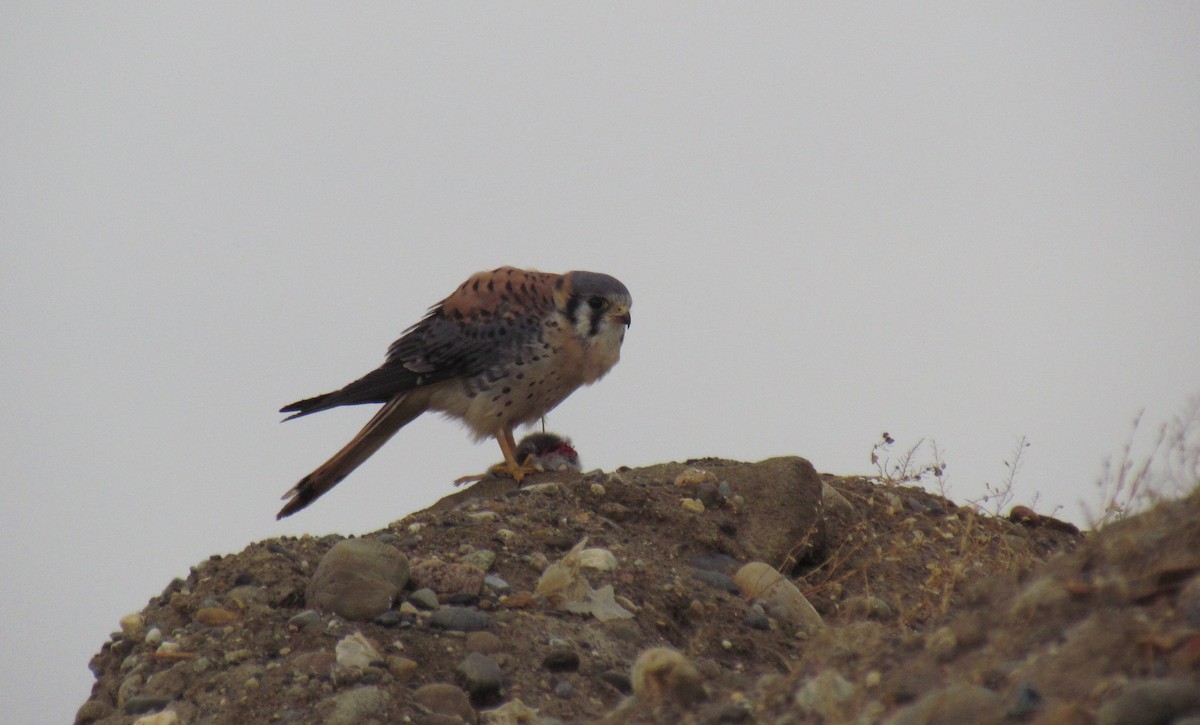 American Kestrel - ML335784051