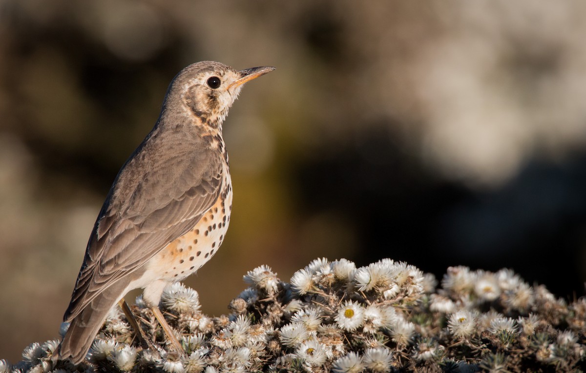 Ethiopian Thrush - Ian Davies