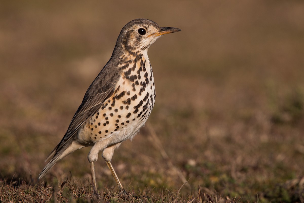 Ethiopian Thrush - ML33578431