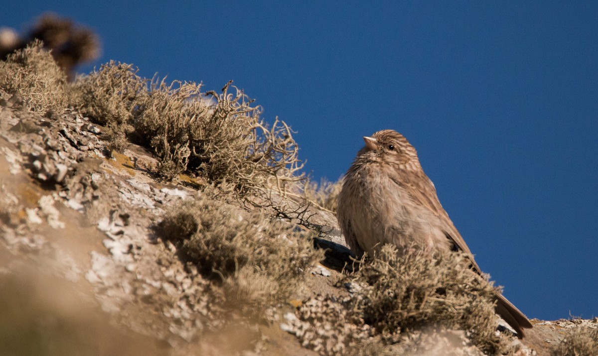 Ankober Serin - Ian Davies