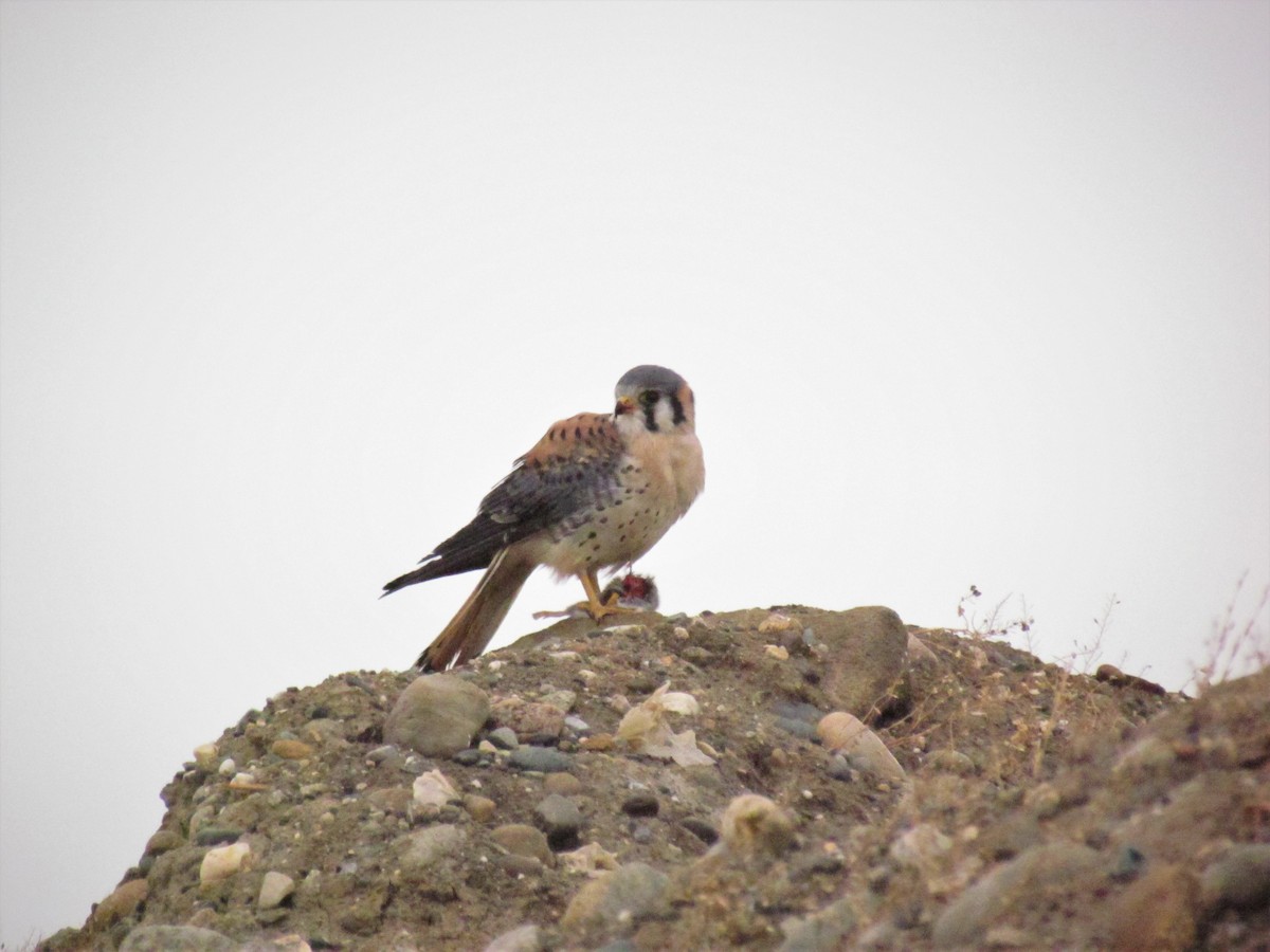 American Kestrel - ML335784581
