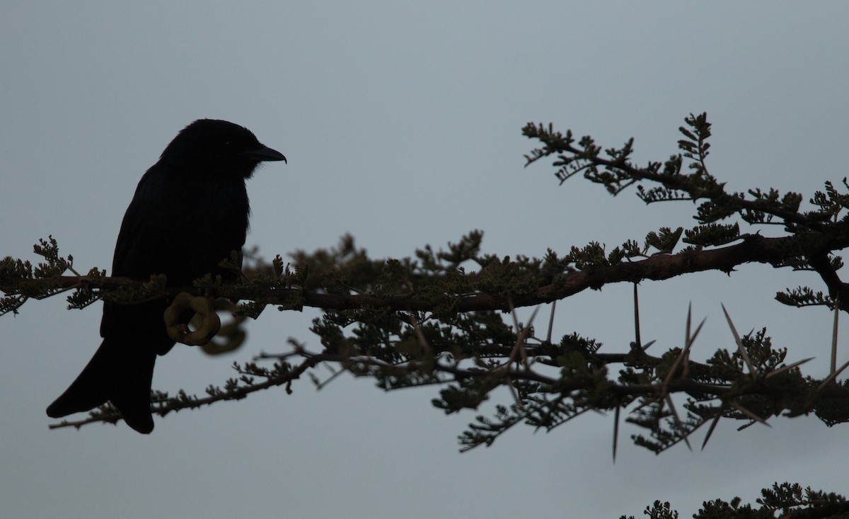 Fork-tailed Drongo - ML33578631