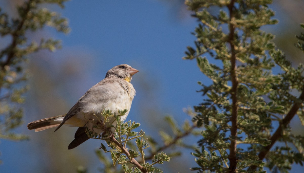 Yellow-throated Serin - ML33578661