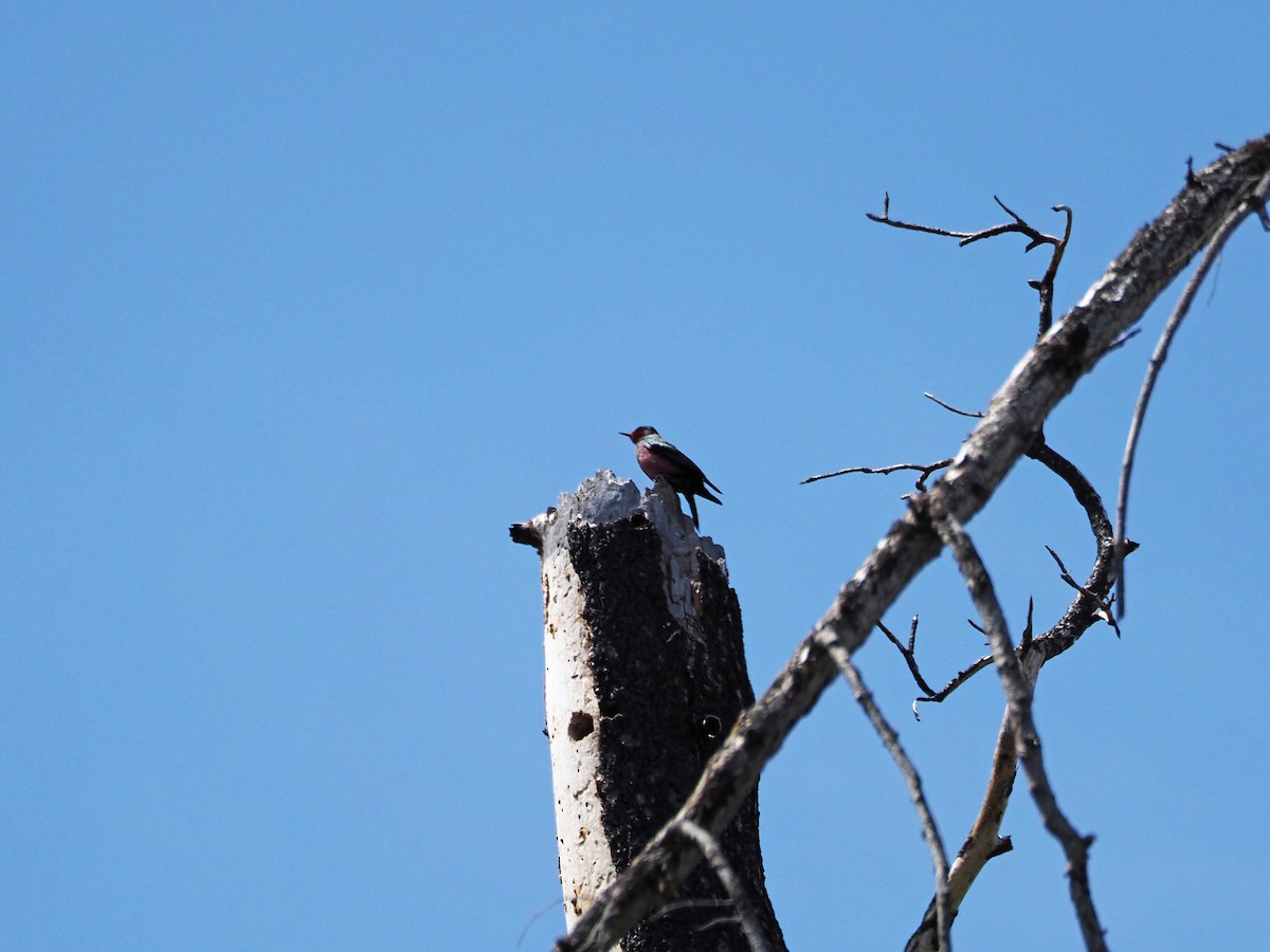 Lewis's Woodpecker - ML335788171