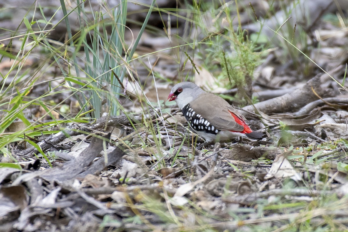 Diamond Firetail - ML335788561