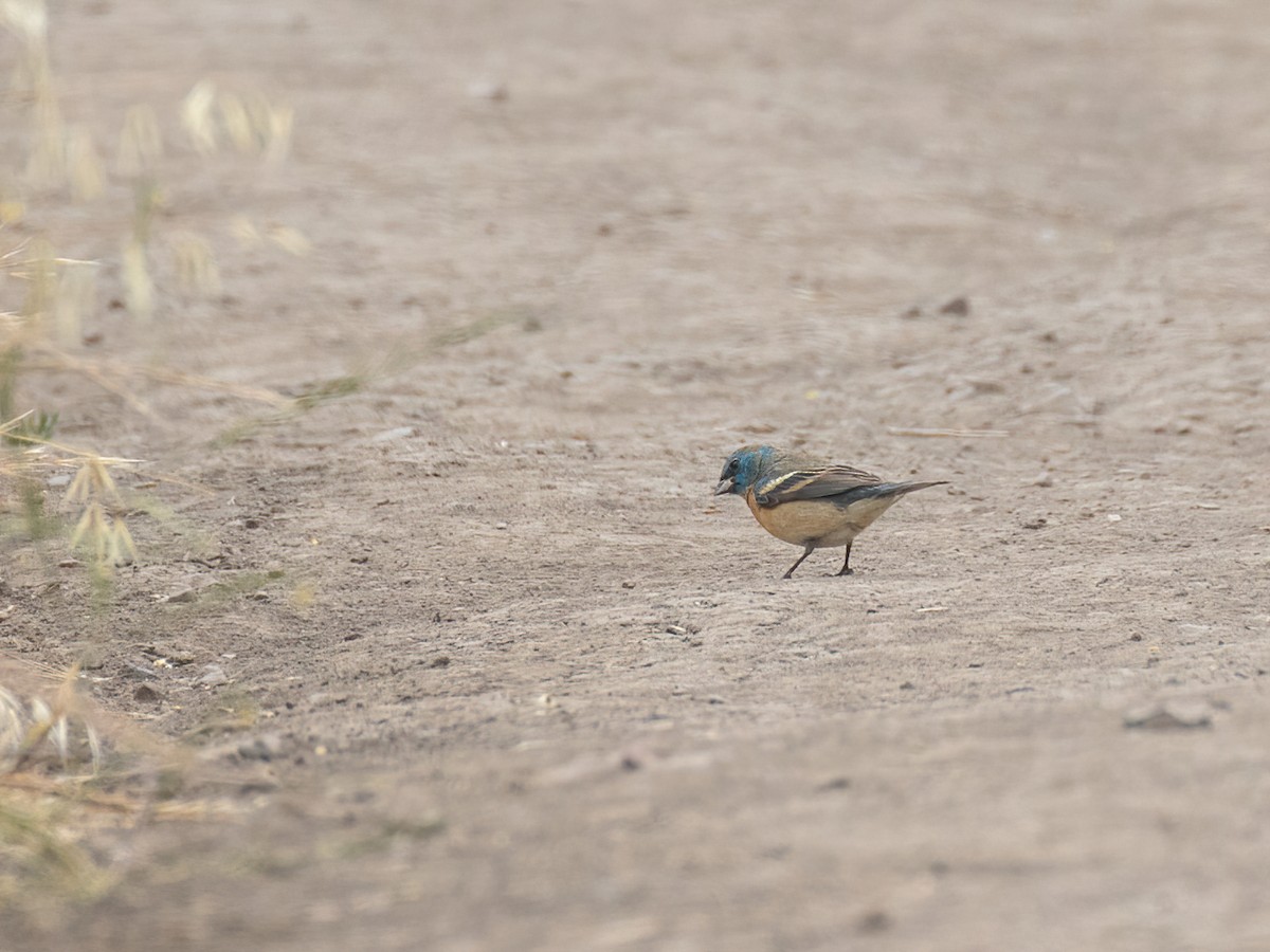 Lazuli Bunting - ML335788791