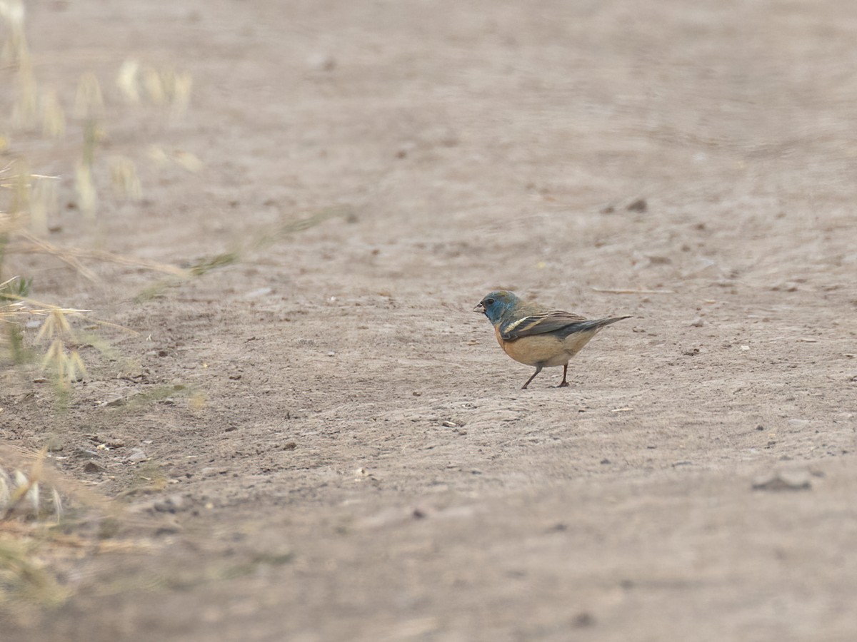 Lazuli Bunting - ML335788811