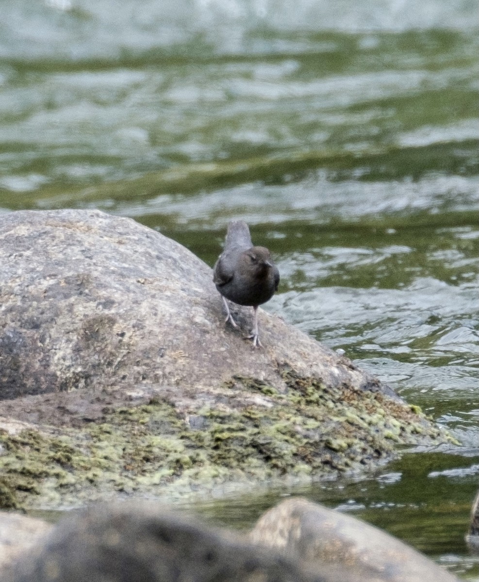 American Dipper - ML335789051