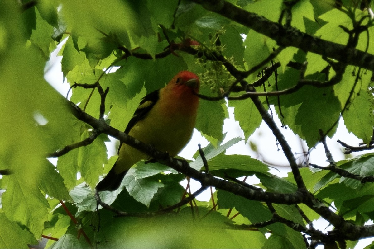 Piranga à tête rouge - ML335789221