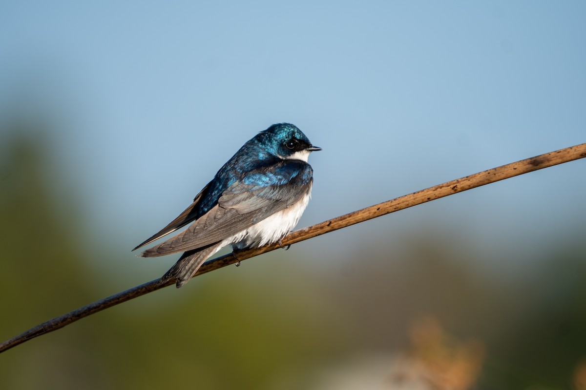 Tree Swallow - ML335790401