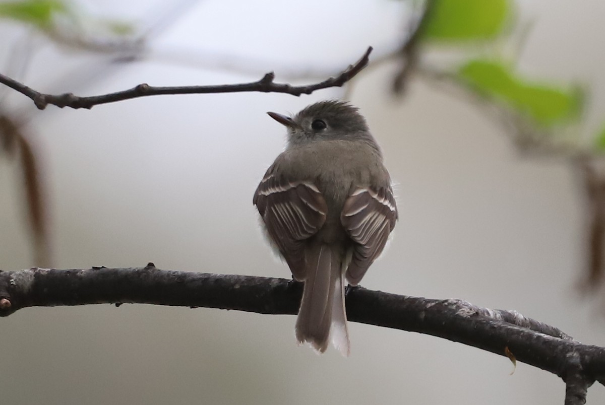 Hammond's Flycatcher - Walter Thorne