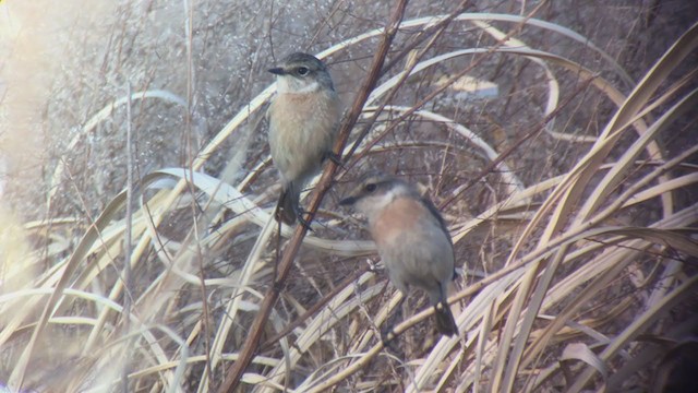 Amur Stonechat - ML335792021