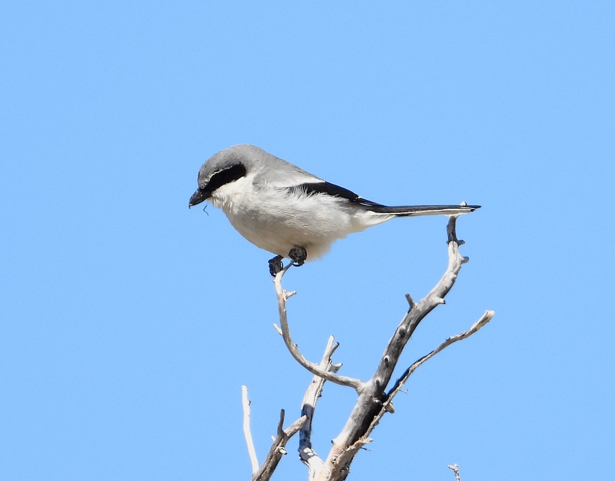 Loggerhead Shrike - ML335794651