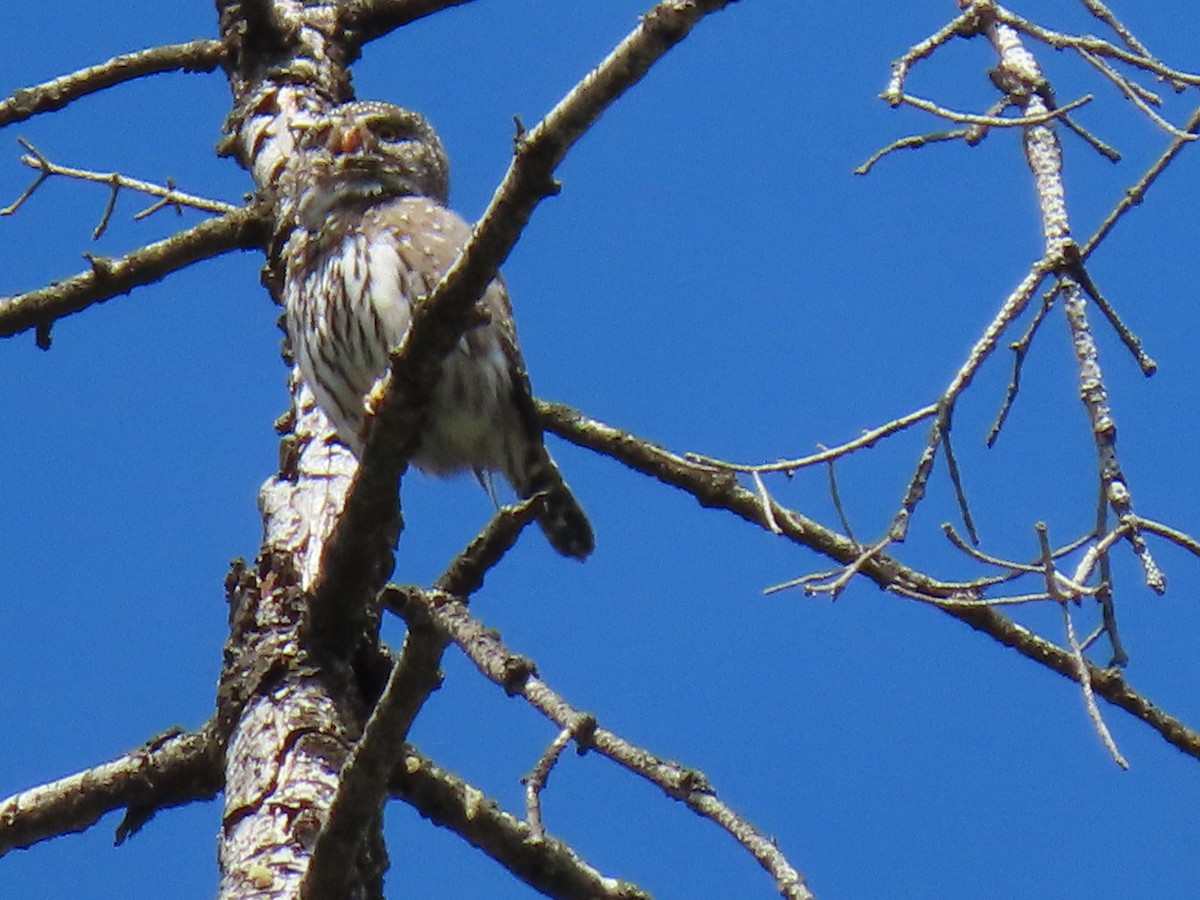 Northern Pygmy-Owl - ML335794811