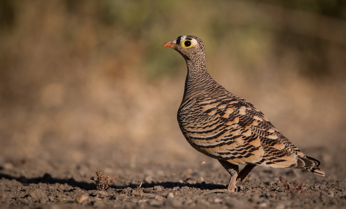 Lichtenstein's Sandgrouse - ML33579561