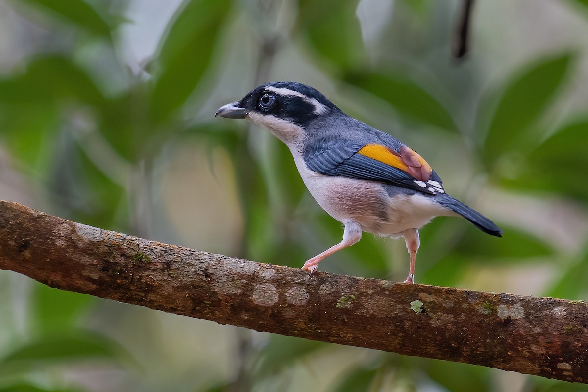 White-browed Shrike-Babbler (Dalat) - Ngoc Sam Thuong Dang