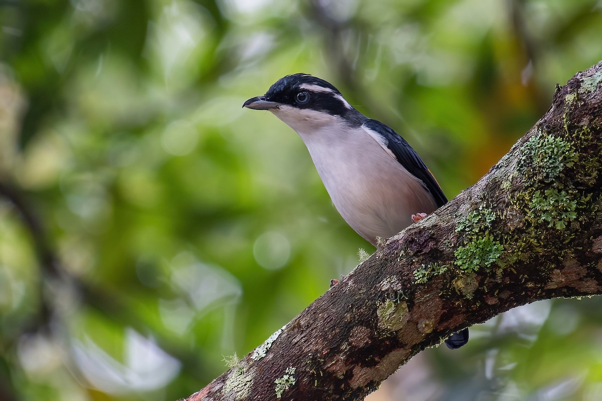 White-browed Shrike-Babbler (Dalat) - Ngoc Sam Thuong Dang