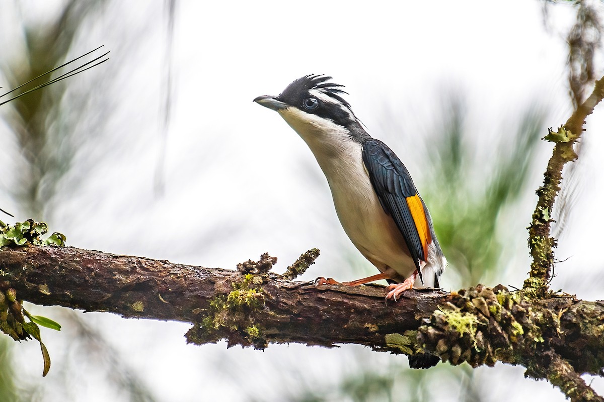 White-browed Shrike-Babbler (Dalat) - Ngoc Sam Thuong Dang