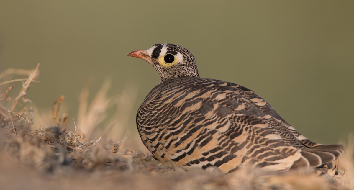 Lichtenstein's Sandgrouse - Ian Davies