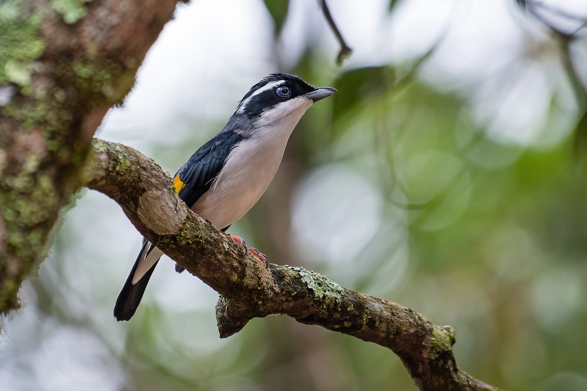 White-browed Shrike-Babbler (Dalat) - Ngoc Sam Thuong Dang