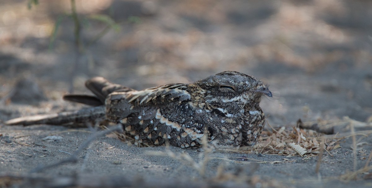 Slender-tailed Nightjar - ML33579671