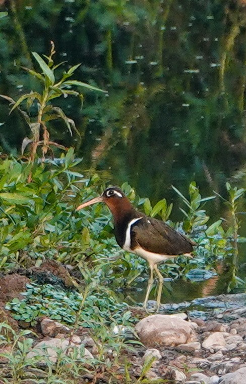 Greater Painted-Snipe - ML335797171