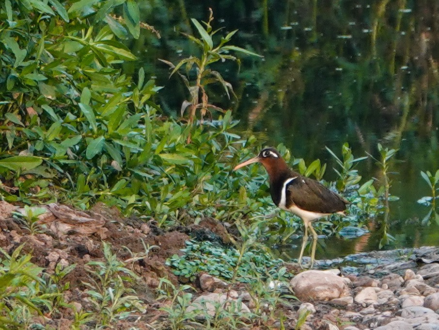 Greater Painted-Snipe - ML335797191