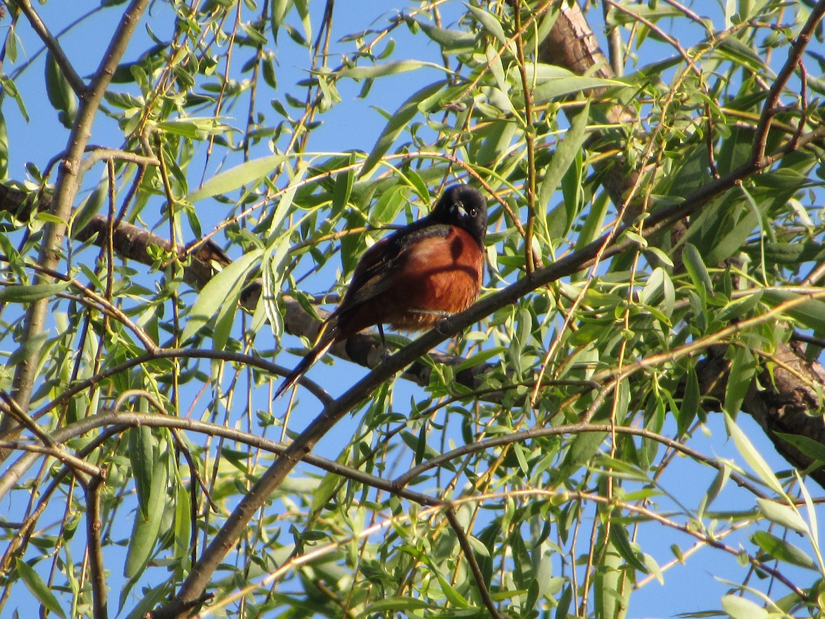 Oriole des vergers - ML335797941