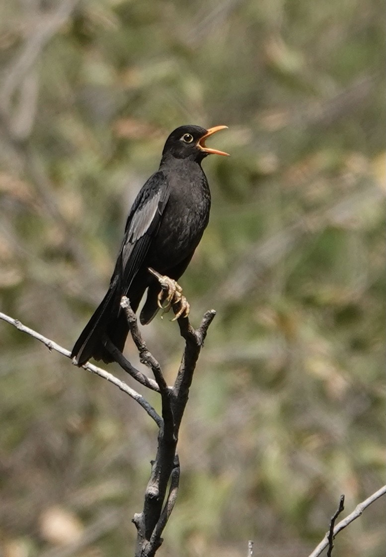 Gray-winged Blackbird - ML335797981