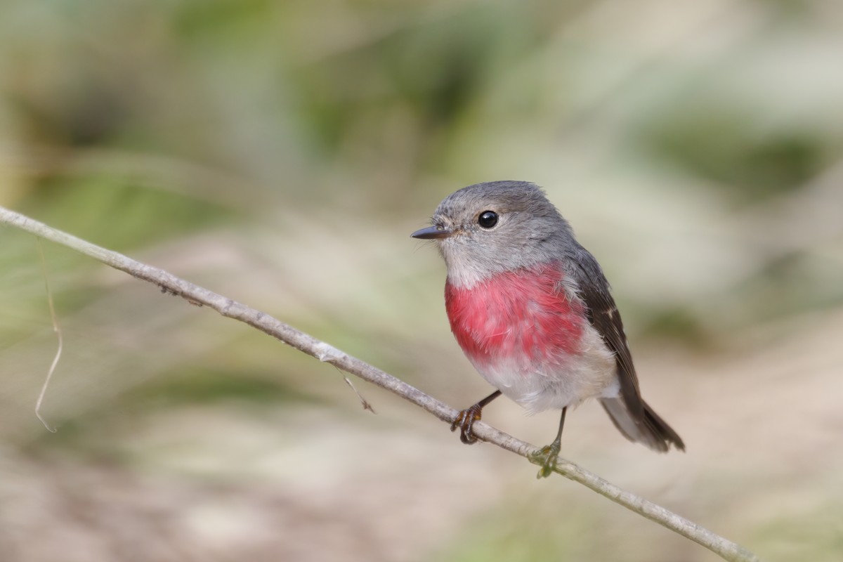 Rose Robin - Timothy Paasila