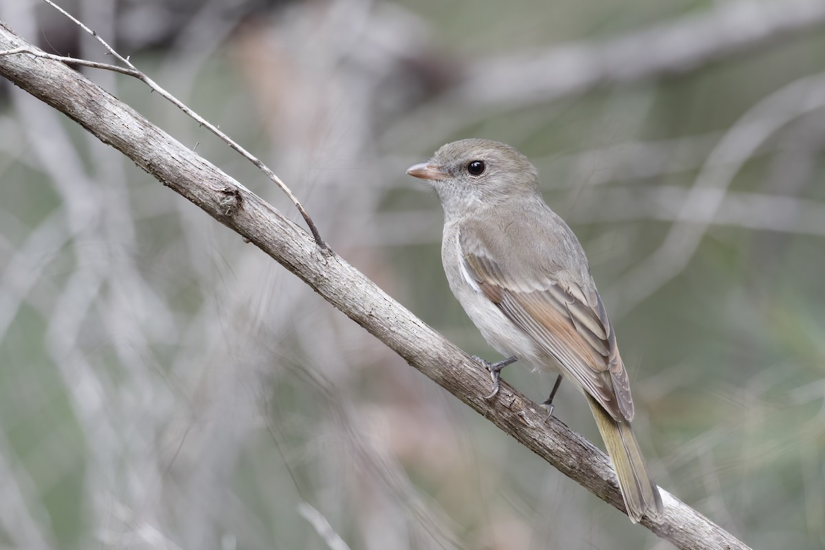 Golden Whistler - Timothy Paasila