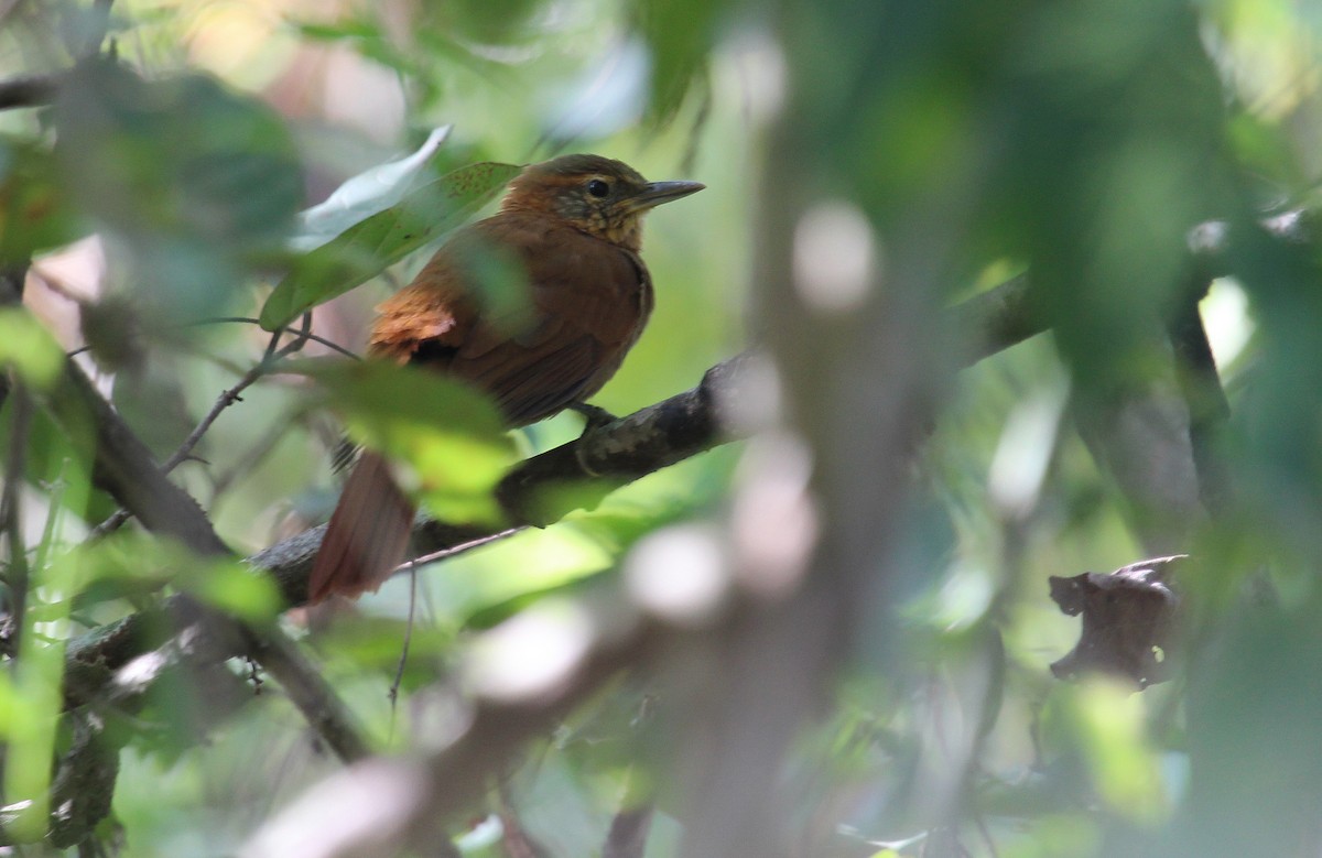 Rufous-necked Foliage-gleaner - Alexander Lees