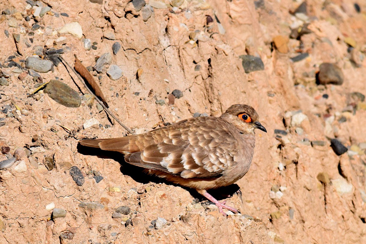 Bare-faced Ground Dove - Jorge Calvet Magnani