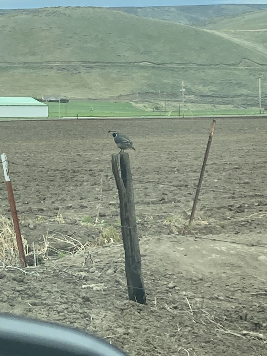 California Quail - ML335799451